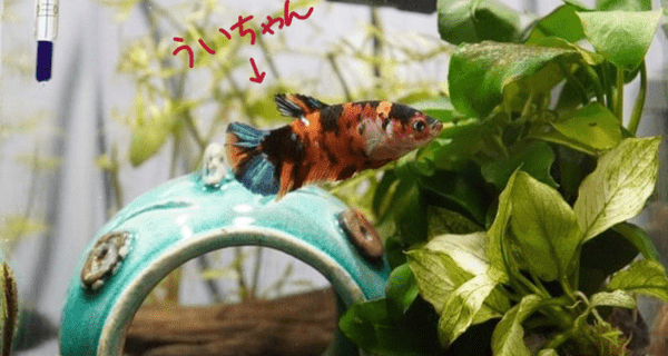 熱帯魚　陶器シェルター