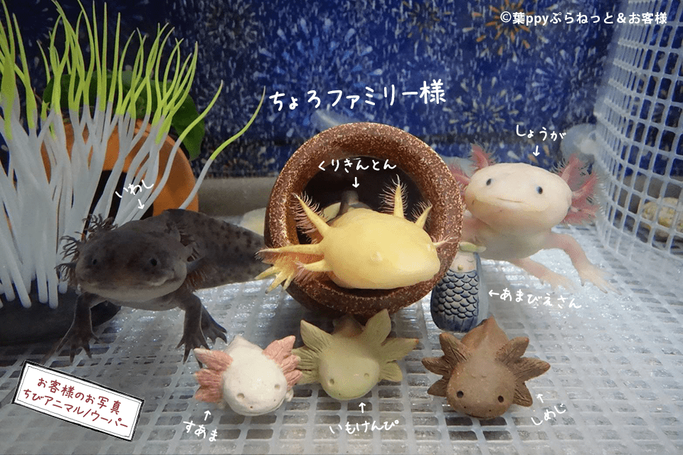 ウーパールーパー アクアリウム　陶器のちびあにまる