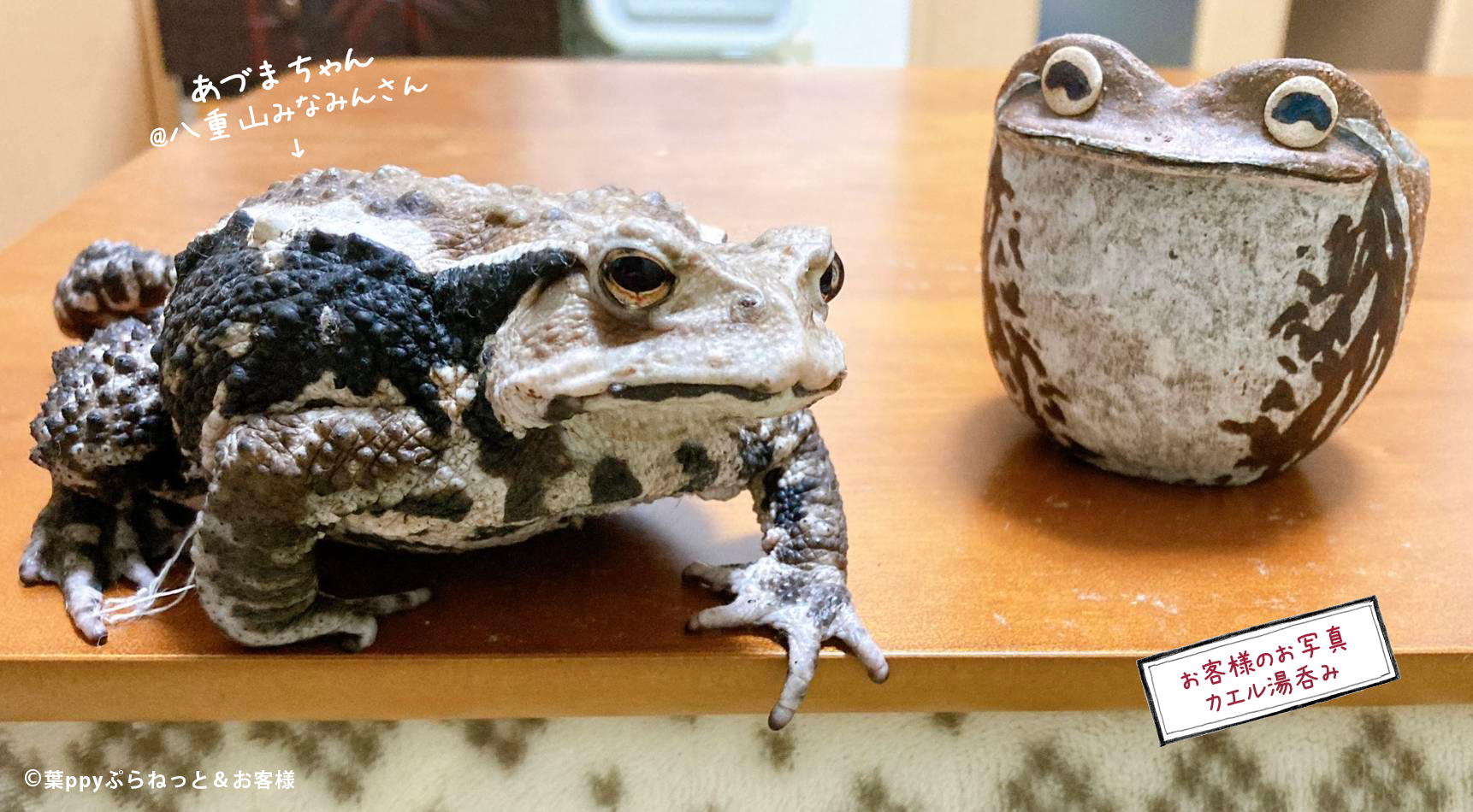 お客様：あづまちゃん] 爬虫類・両生類グッズ カエルの湯呑み – 葉ppy