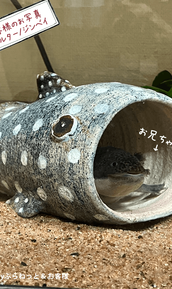 アクアリウム – 葉ppyぷらねっと♪葉ッppyぷらんつ