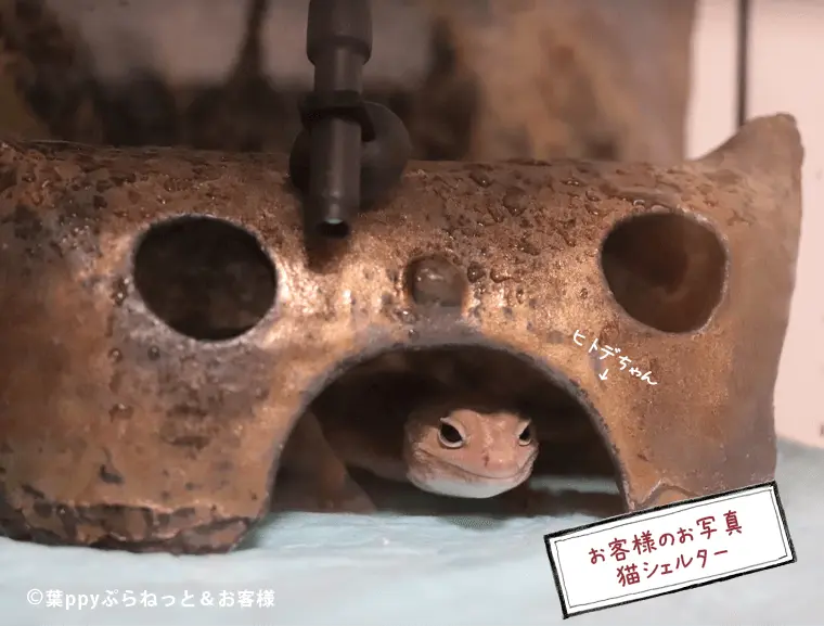 レオパがよく入ります！　かわいい陶器シェルター