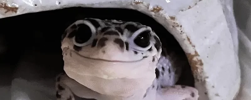 レオパがよく入ります！　人気の陶器シェルター