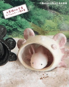 アクアリウム – 葉ppyぷらねっと♪葉ッppyぷらんつ