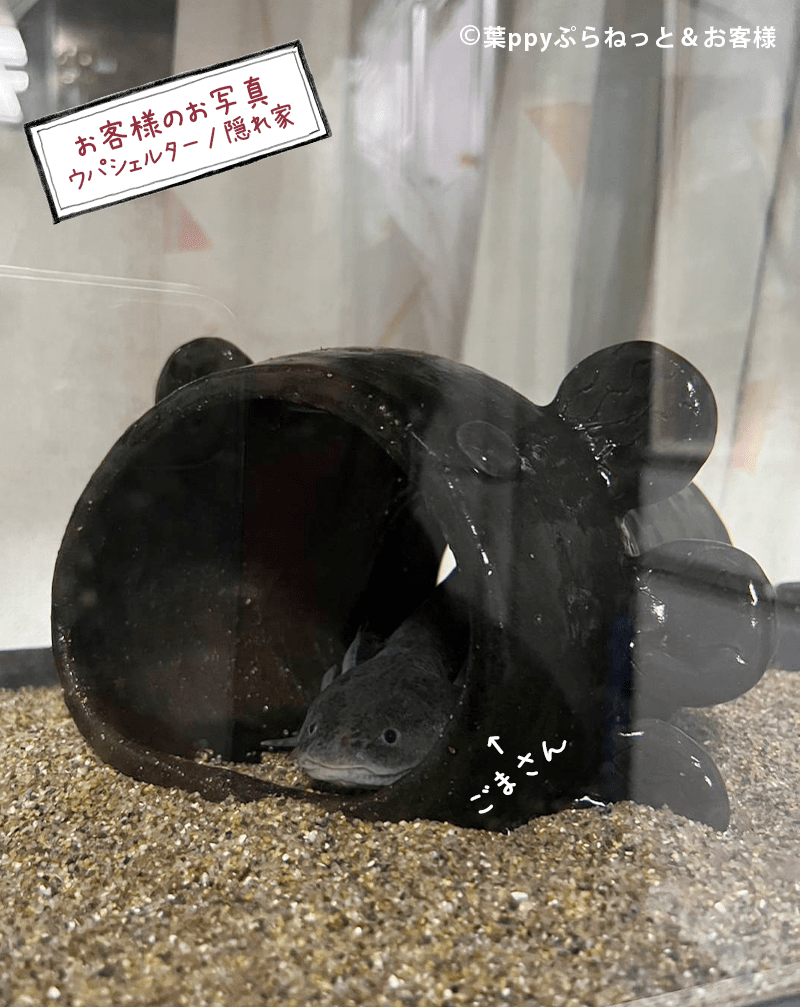 ウパシェルター 土管、隠れ家、タコツボに!