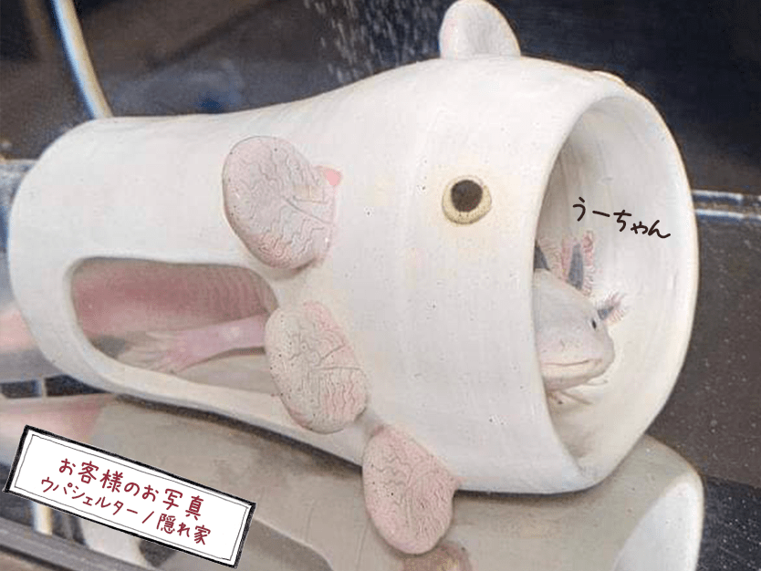 はぴウパシェルター