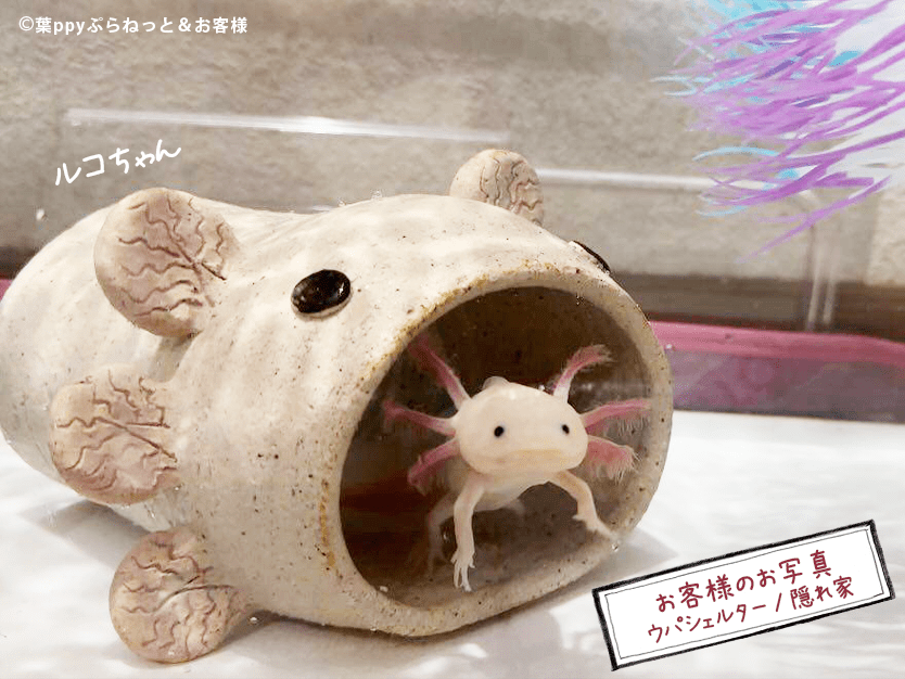 はぴウパシェルター