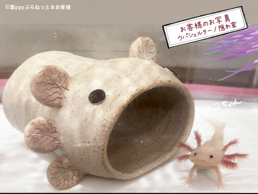 はぴウパシェルター