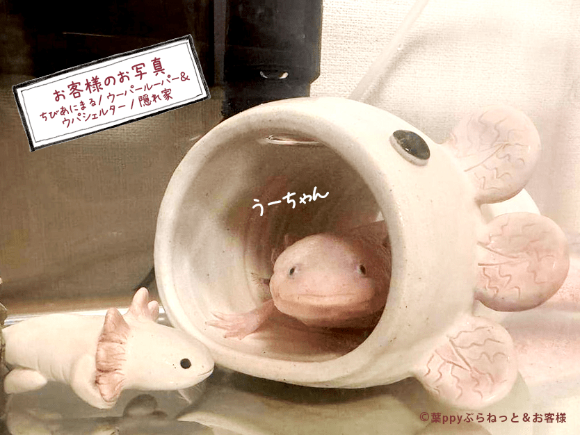 はぴウパシェルター