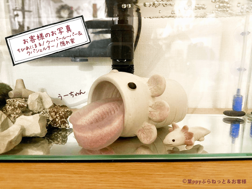 はぴウパシェルター