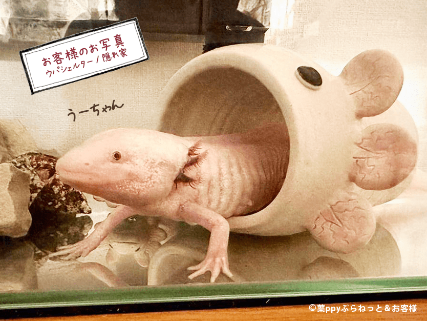 はぴウパシェルター