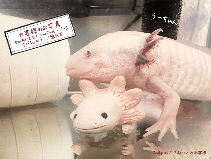 はぴウパシェルター